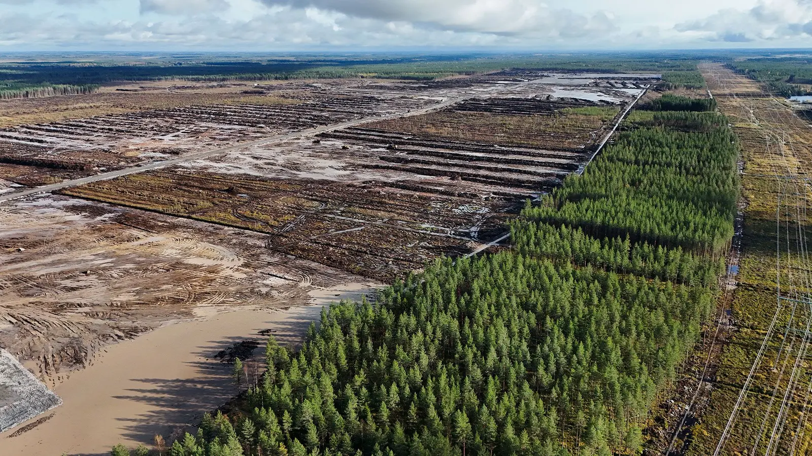 Google, anchetat penal în Finlanda după defrișarea a 816 acri de pădure